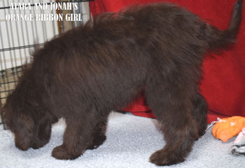 Adhonay's Labradoodles